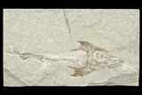 Fossil Crusher Fish (Coccodus) - Hjoula, Lebanon #70319-1